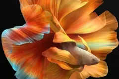 anh-ca-betta-1