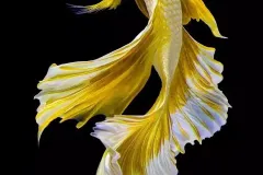 anh-ca-betta-dep-2