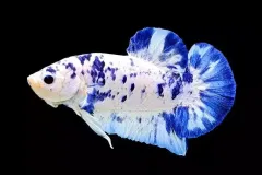 anh-ca-choi-2