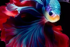 hinh-anh-cua-ca-betta-1