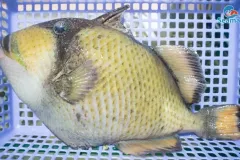 anh-ca-bo-2