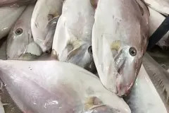 hinh-anh-ca-ngu-bo-1