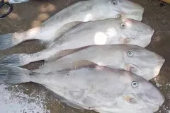 hinh-anh-ca-ngu-bo-2