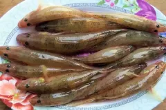 anh-ca-bong-2