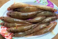ca-bong-bien