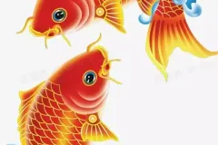 hinh-anh-con-ca-chep-vang-2