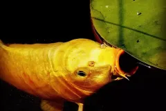 hinh-anh-con-ca-chep-vang-3