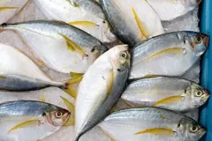 anh-ca-chi-vang-1