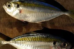 anh-ca-chi-vang-2