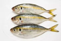 hinh-anh-ca-chi-vang-1