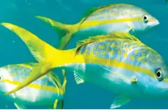 hinh-anh-ca-chi-vang-ngon-2