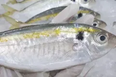 hinh-anh-ca-chi-vang-tuoi-2