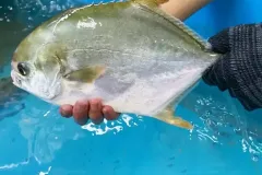 anh-ca-chim-trang-3