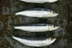 anh-ca-com-3