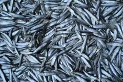 hinh-anh-ca-com-tuoi-2