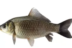 anh-ca-diec-1