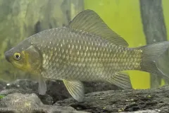anh-ca-diec-3