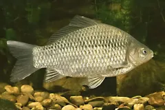 anh-ca-diec-5