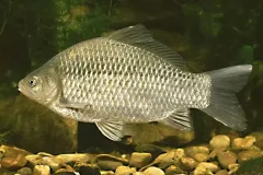 hinh-anh-ca-diec-5