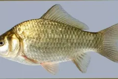 hinh-anh-ca-diec-7