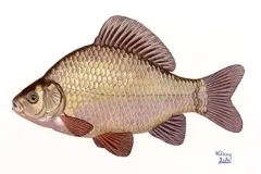 hinh-anh-con-ca-diec-5