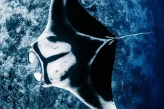hinh-ca-duoi-7