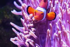 anh-ca-nemo-2