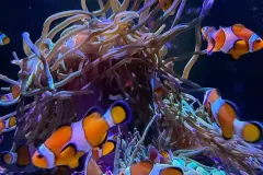 anh-ca-nemo-3