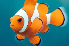 hinh-anh-chu-ca-nemo-1