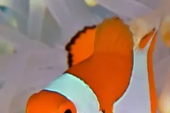 hinh-ca-nemo-2