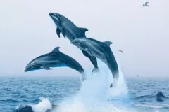 hinh-anh-ca-heo-2