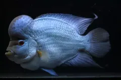 anh-ca-la-han-2