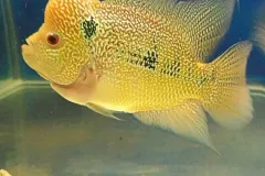 anh-ca-la-han-3