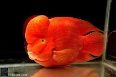 hinh-anh-ca-la-han-2