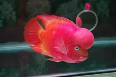 hinh-anh-ca-la-han-3