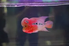 hinh-anh-ca-la-han-4