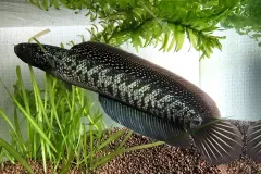 anh-ca-loc-bong-1