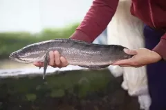 hinh-anh-ca-chuoi-2
