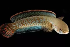 hinh-anh-ca-loc-bong-2