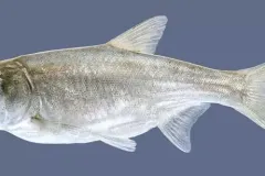 hinh-anh-ca-me-trang-1