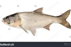 hinh-anh-ca-me-vinh-2