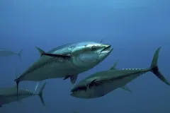 anh-ca-ngu-1