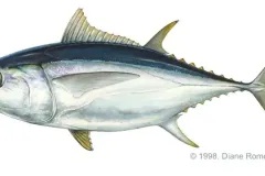 anh-ca-ngu-3