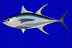anh-ca-ngu-dai-duong-3