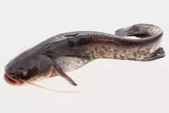 hinh-anh-ca-nheo-1