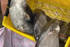 hinh-anh-ca-nheo-song-1