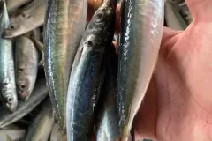 hinh-anh-ca-nuc-chuoi-1