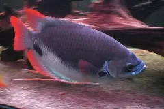 hinh-anh-ca-phat-tai-1-2