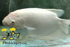 hinh-anh-ca-phat-tai-4