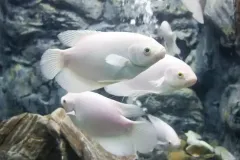 hinh-anh-ca-phat-tai-6